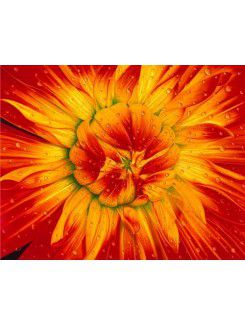 Printed Flower Canvas Art with Stretched Frame